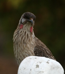 Red wattle bird